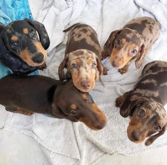 mini dachshund puppies for sale