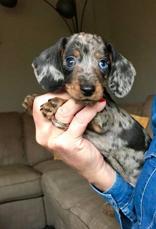 mini dachshund puppies for sale